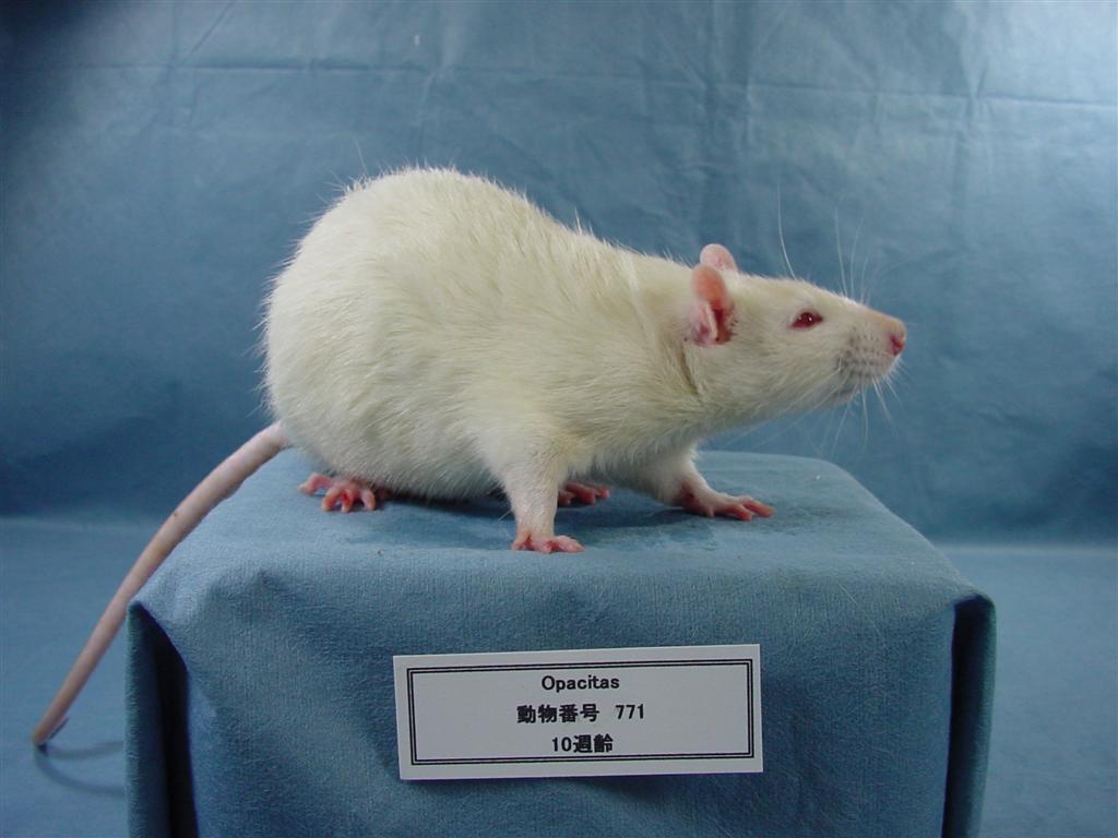 ラット系統